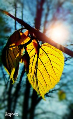 Good Morning and happy Friday dear friends ♡
First say to yourself what you would be; and then do what you have to do. (Epictetus)