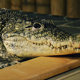 crocodile animals danger